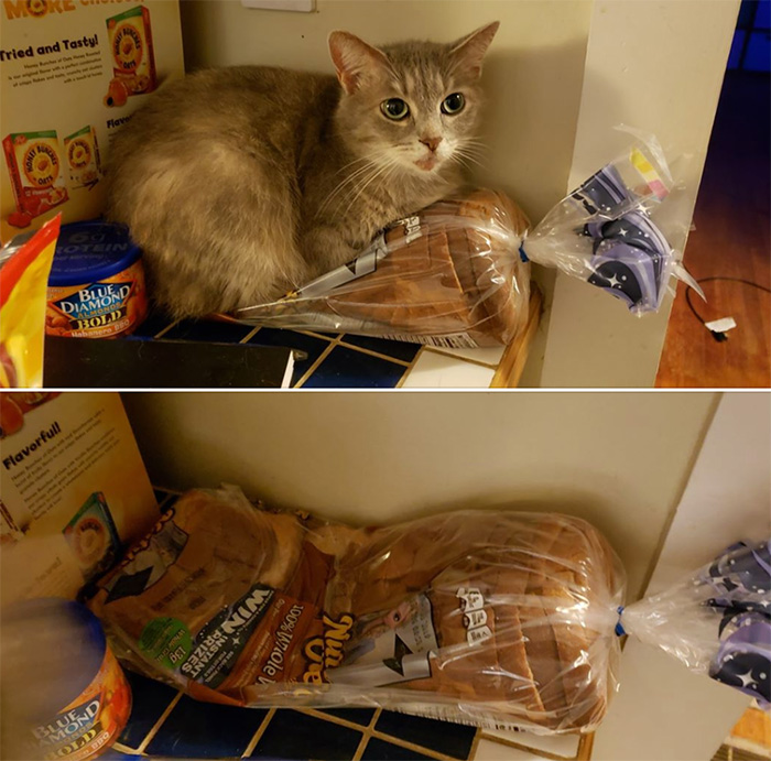 uyb8b-cat-sitting-on-bread.jpg