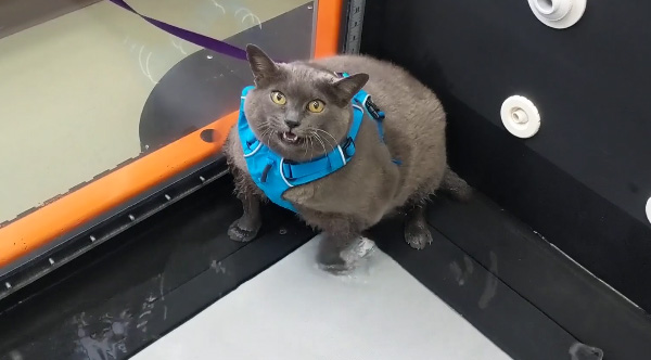 This Overweight Cat  s First Time On A Treadmill Is Going 