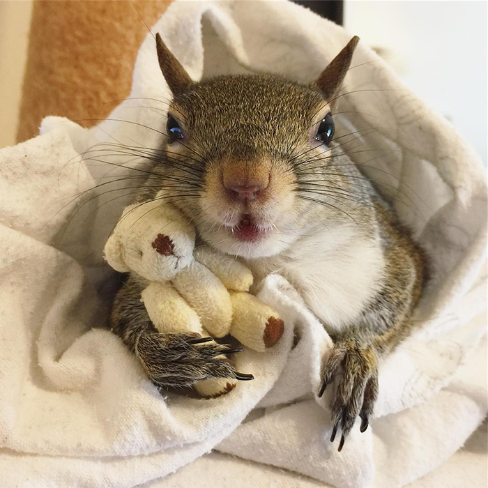 rescued squirrel with teddy bear