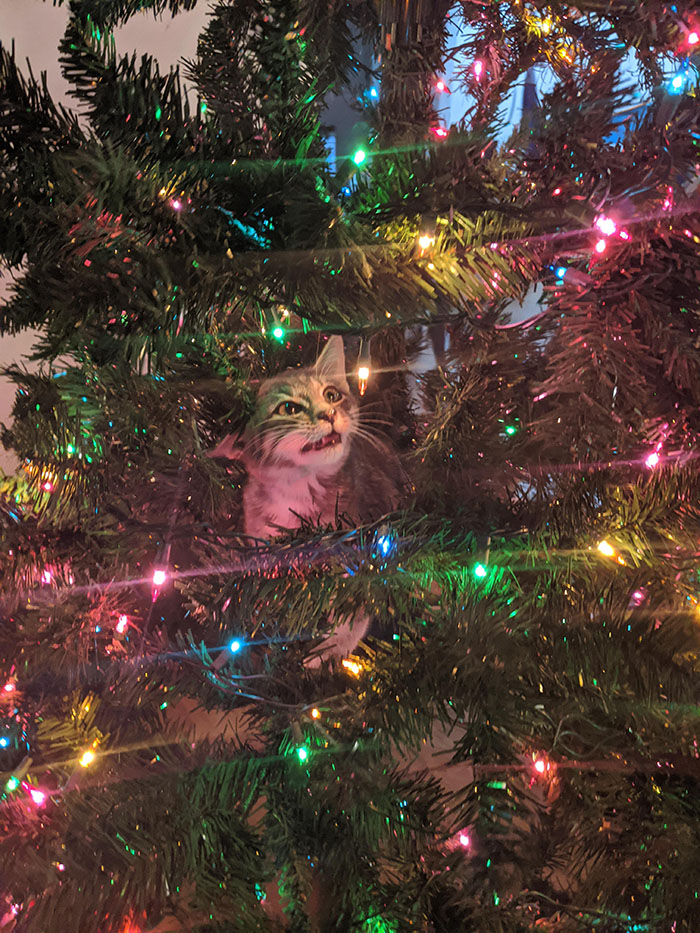 kitten in christmas tree