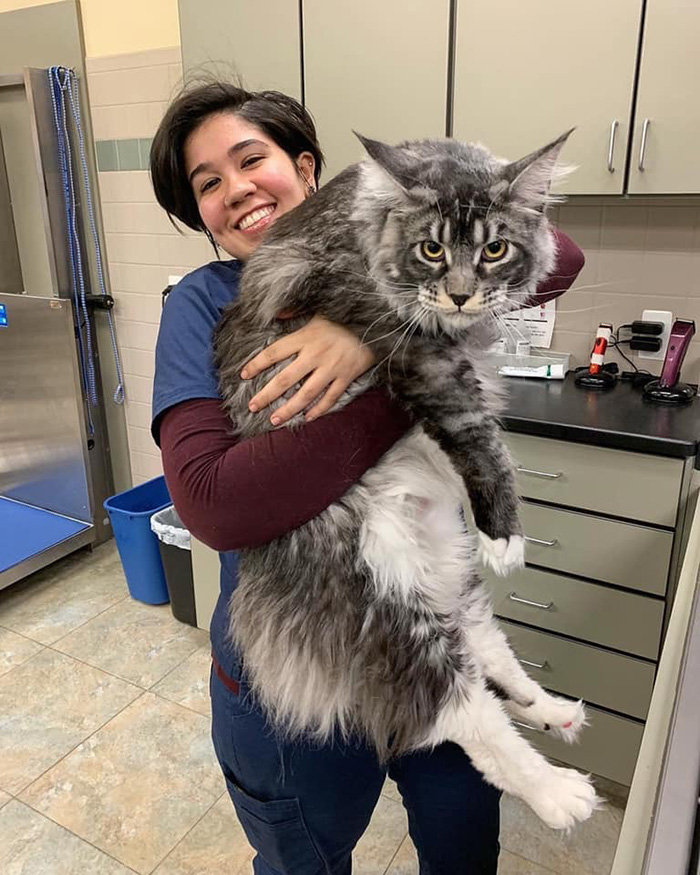 giant maine coon