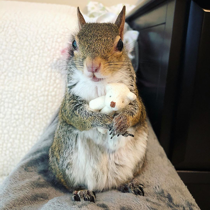 rescued squirrel with teddy bear