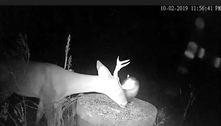 oppossum eating ticks off deer