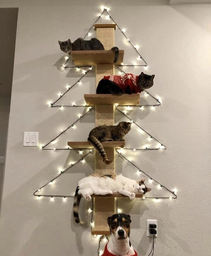 5kgn5-christmas-animal-group-photo.jpg