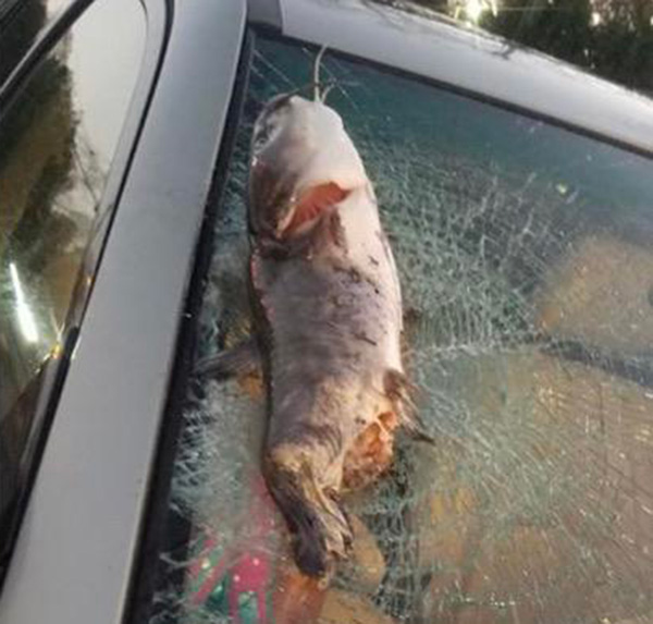 man hit a fish while driving