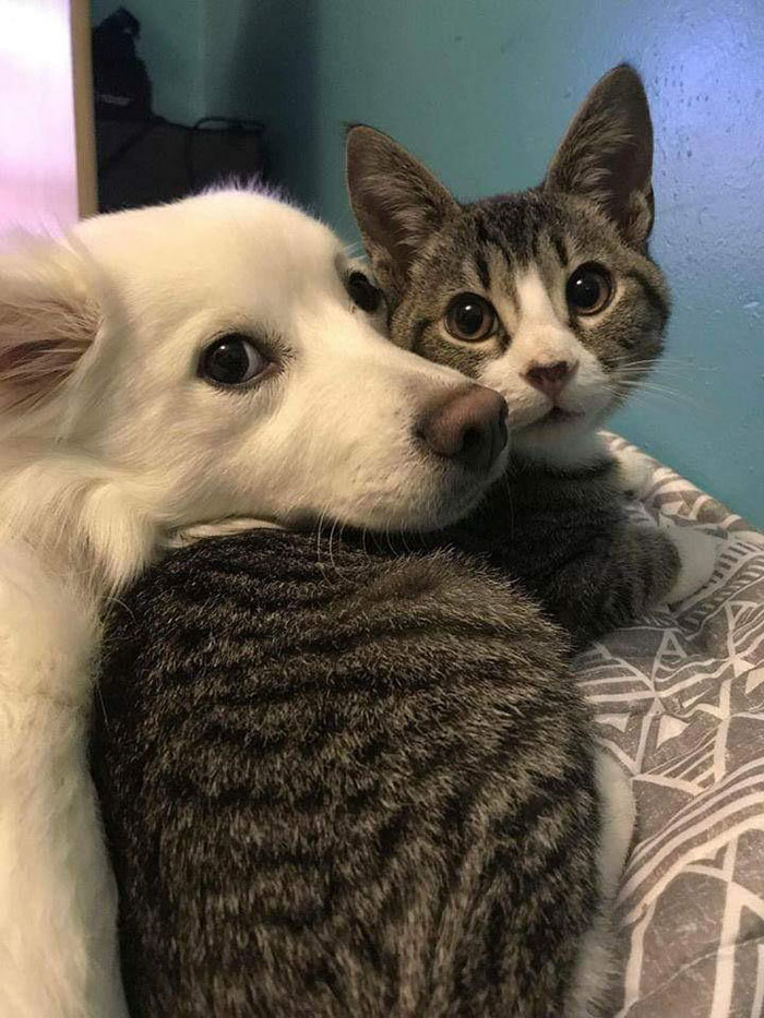 dog and cat cuddles