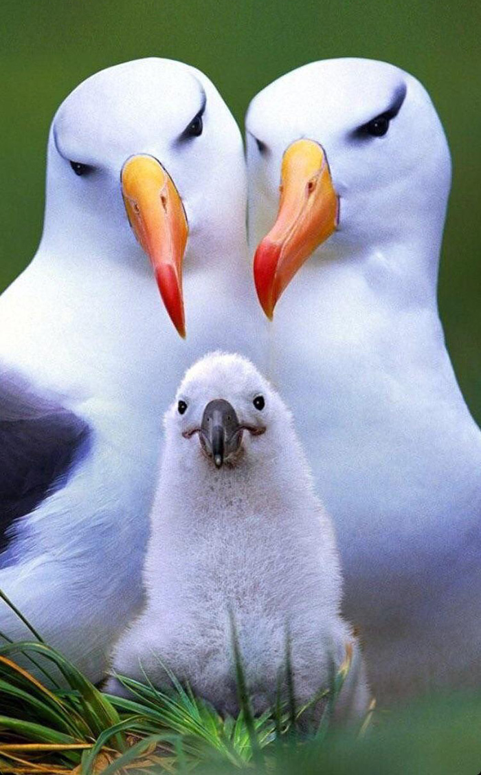 akclw-bird-family.jpg