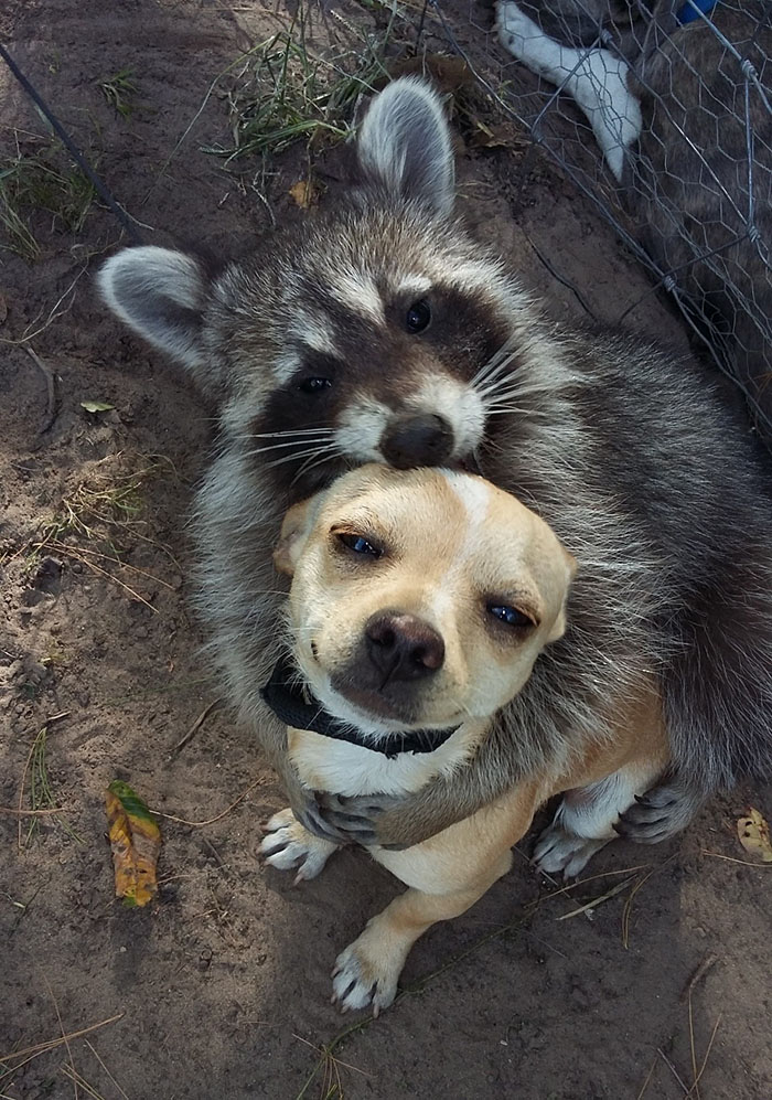 raccoon hugs dog