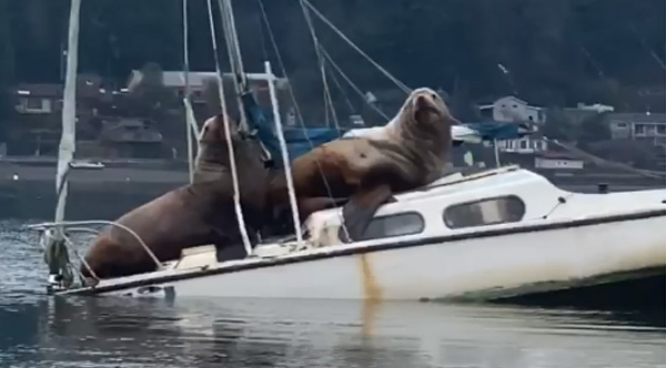 sea lion on sailboat