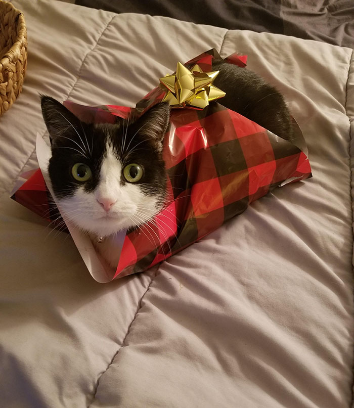 cat wrapped in christmas paper