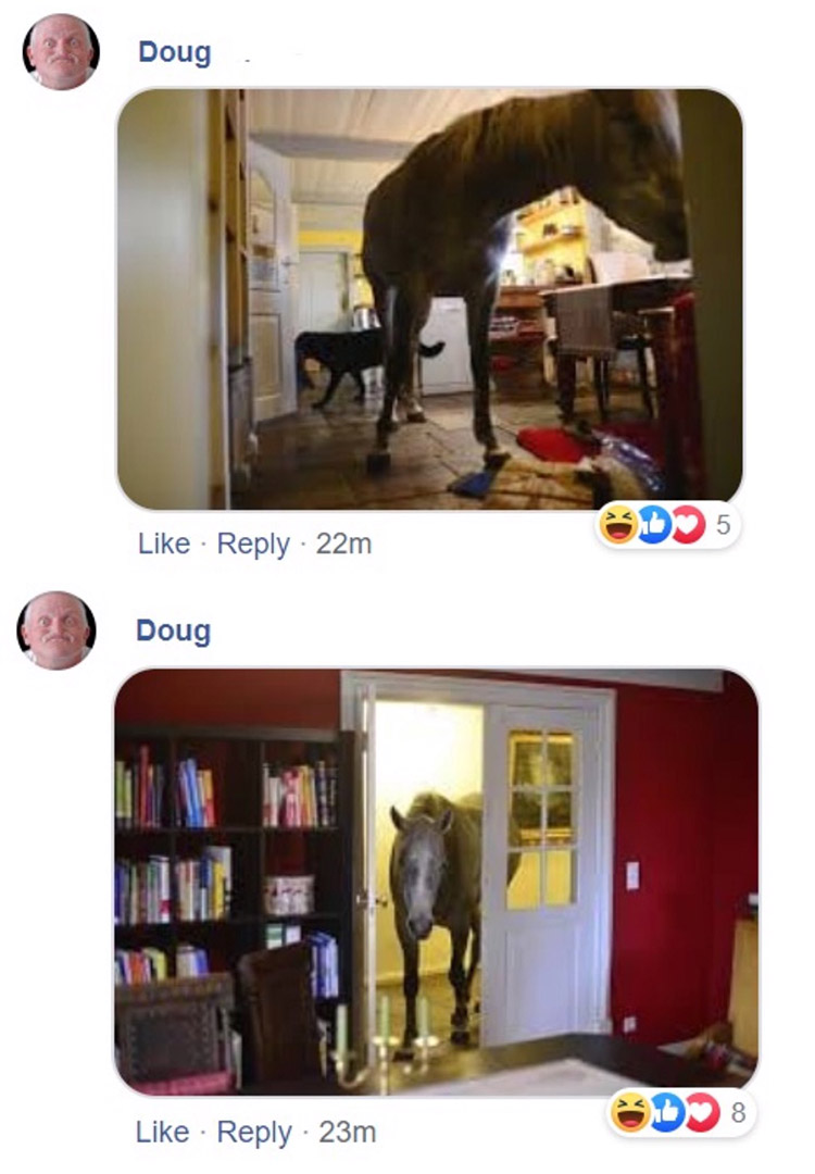 horse walks in random house