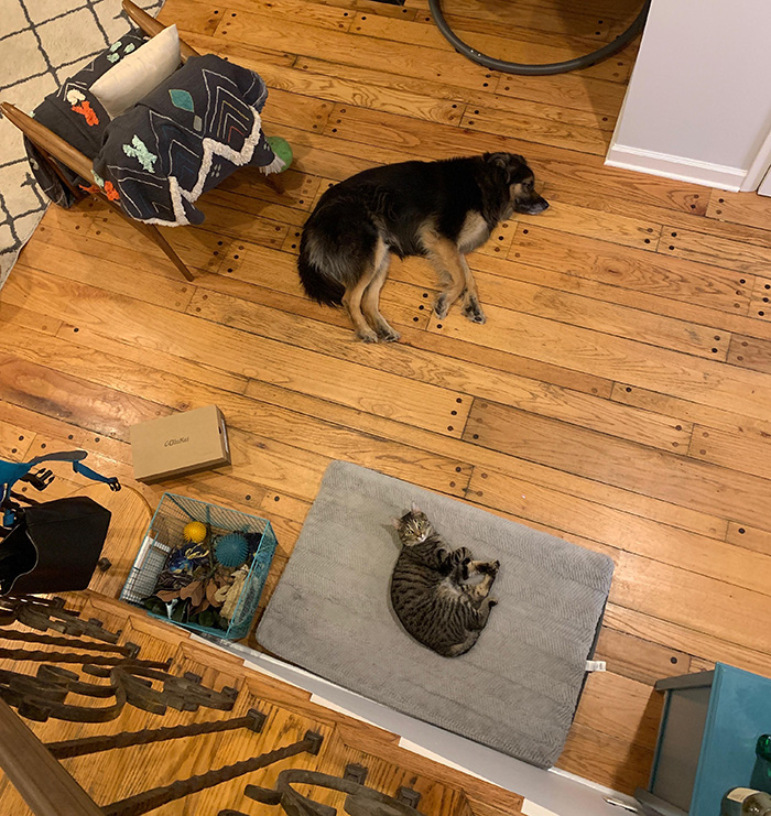 Temperpedic dog bed for our large dog