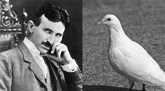 tesla pigeons