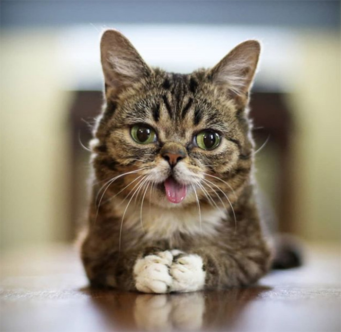 lil bub died