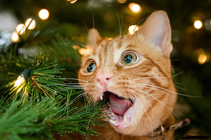 cat eating christmas tree
