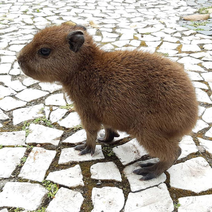 A baby capybara