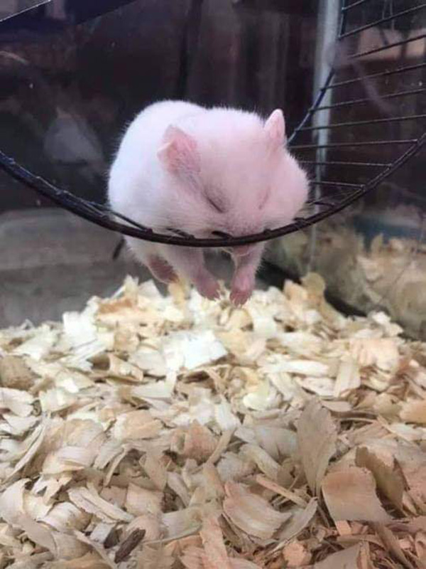 hamster asleep on the wheel