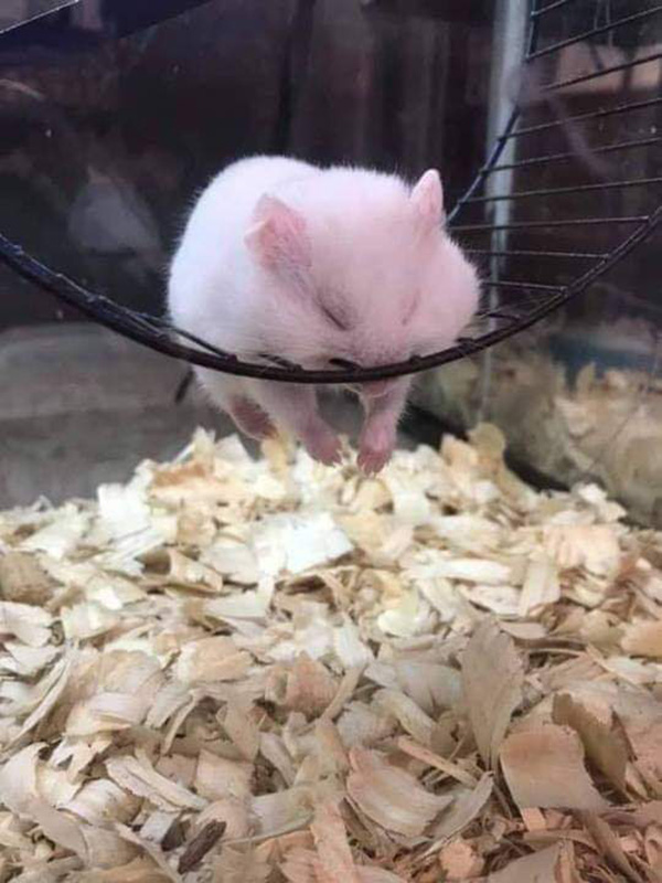 pso9e-hamster-asleep-on-the-wheel.jpg