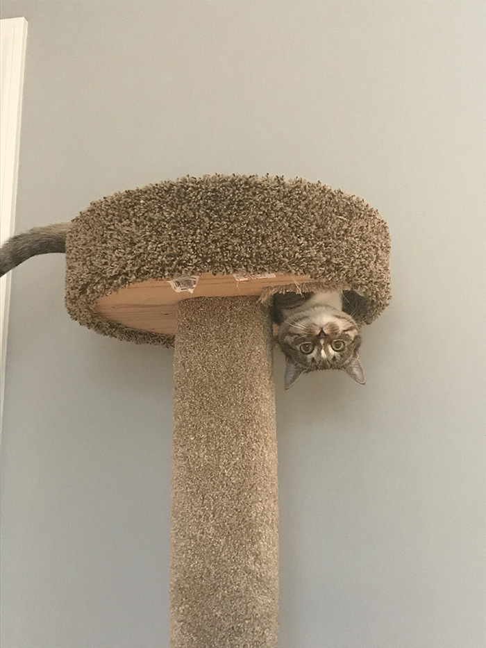 tg213-cat-upside-down-in-tree.jpg