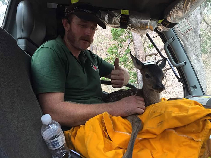 firefighters rescue baby deer from fire