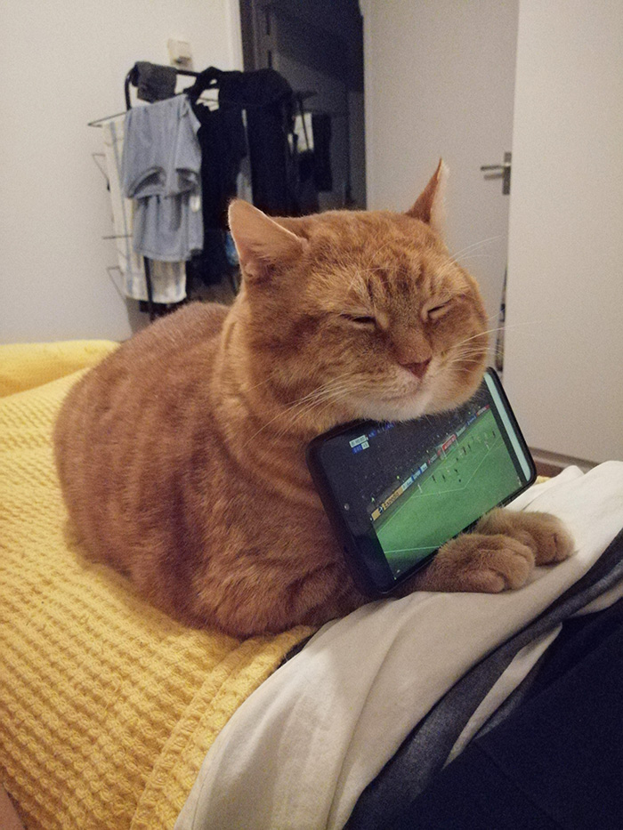 cat phone holder