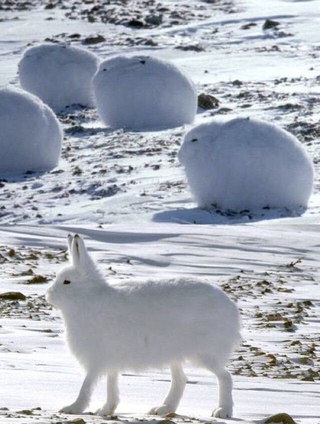 arctic hares