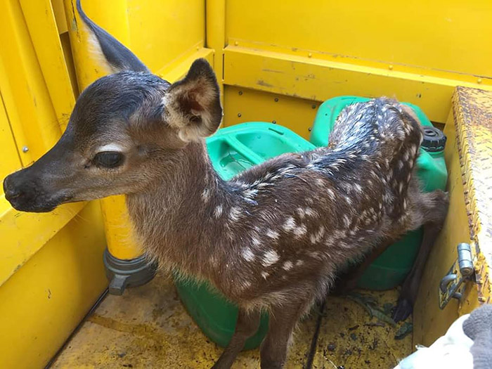 firefighters rescue baby deer from fire