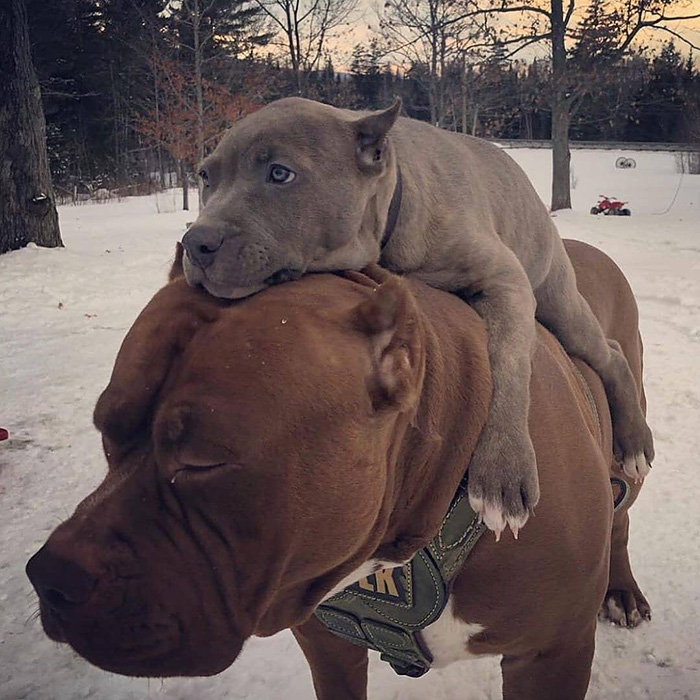 subwoofer dogs