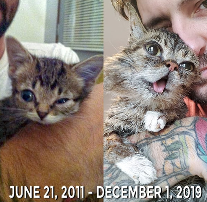 lil bub cat died