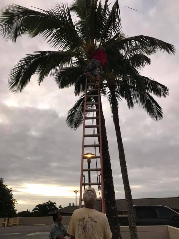kitten rescue palm tree
