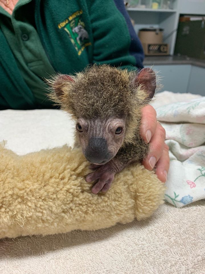 baby koala rescued