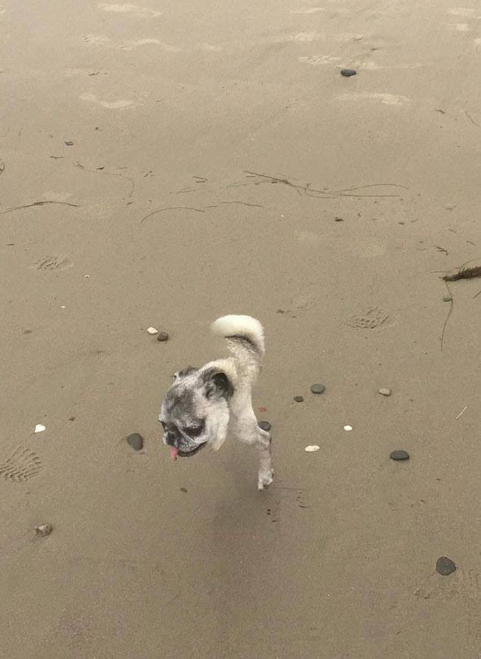 bad panoramas of dogs