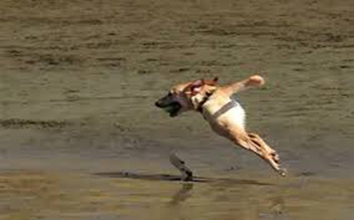 bad panoramas of dogs