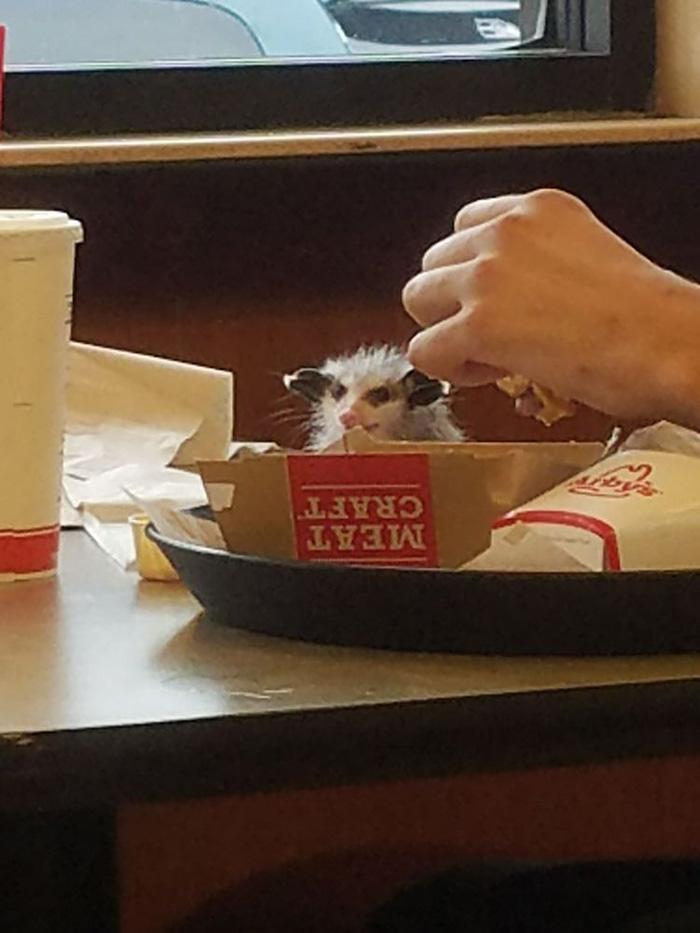 baby opossum eating at arbys