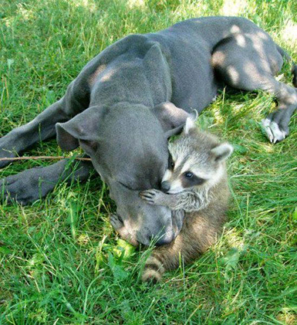 raccoon hugging dog