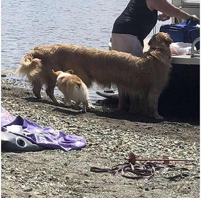 bad panoramas of dogs