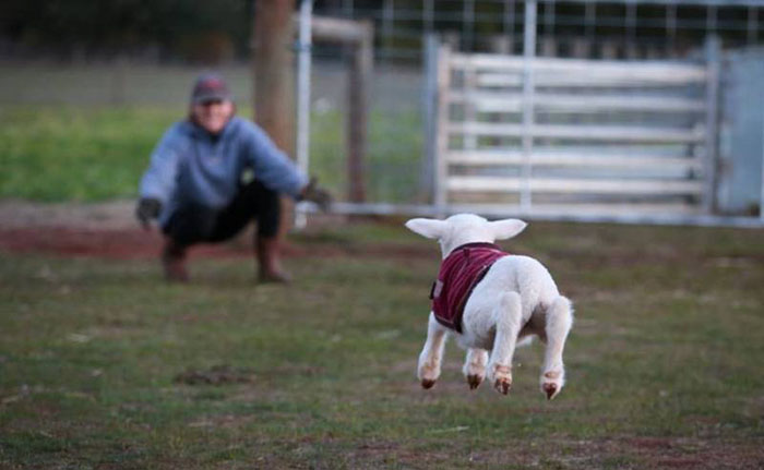 hug & luv sheep