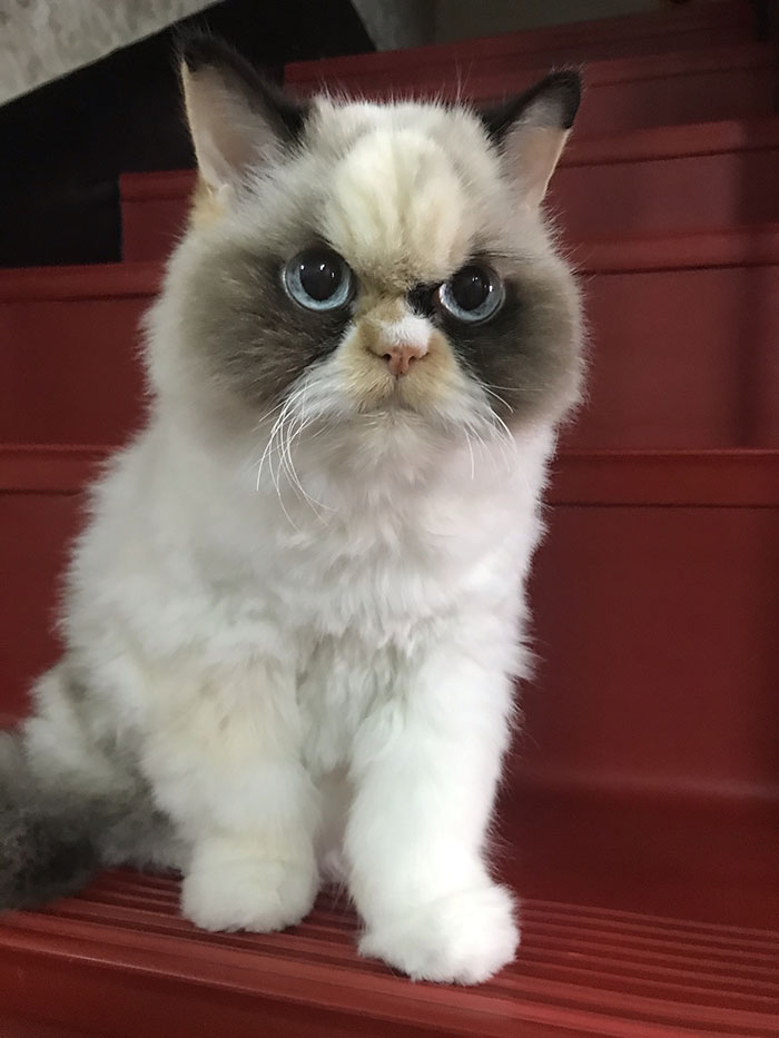 new grumpy cat 2020