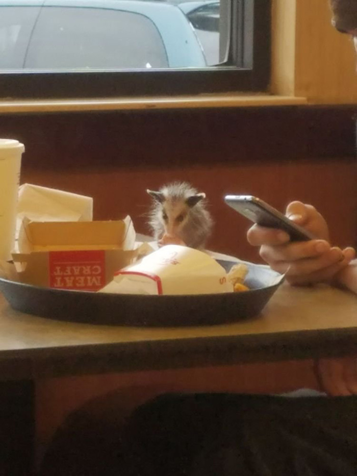 baby possum eating at arbys