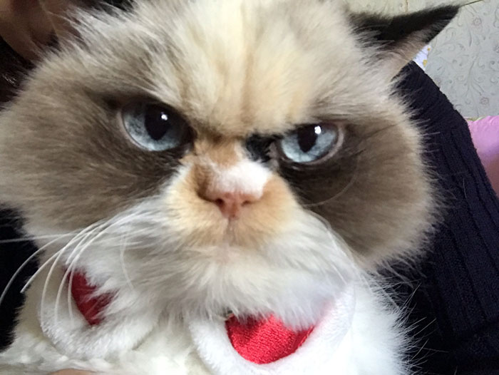 new grumpy cat 2020