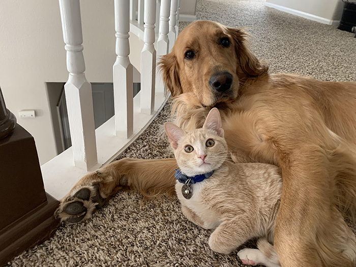 djtg4-golden-boys-snuggling.jpg