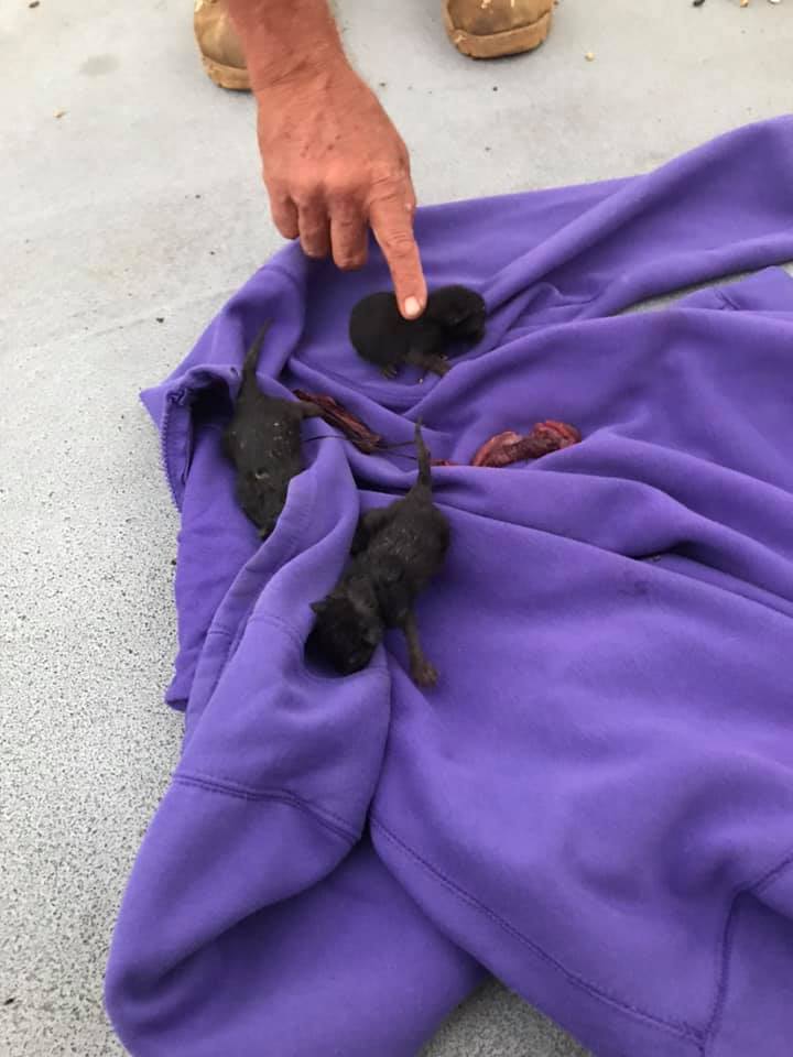 kitten rescue palm tree