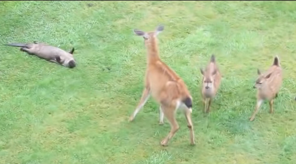 Watch This Otter Try To Befriend A Family Of Deer