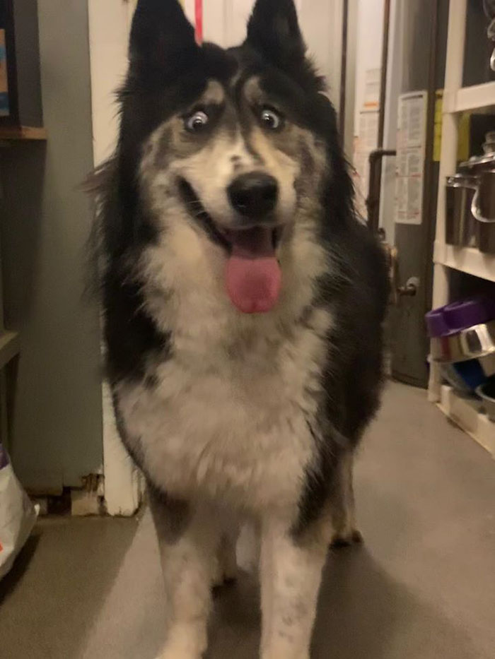 Husky That 'Looks Like Bad Taxidermy' Finds Her Forever Home