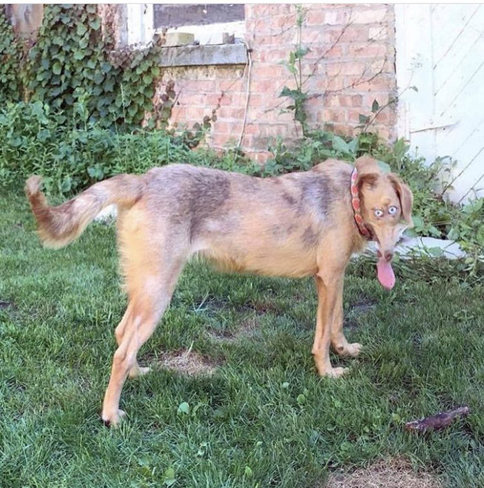 bad panoramas of dogs