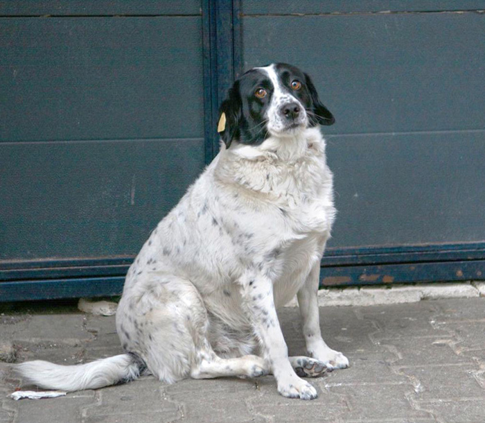 stray dog gets a star for helping kids cross street