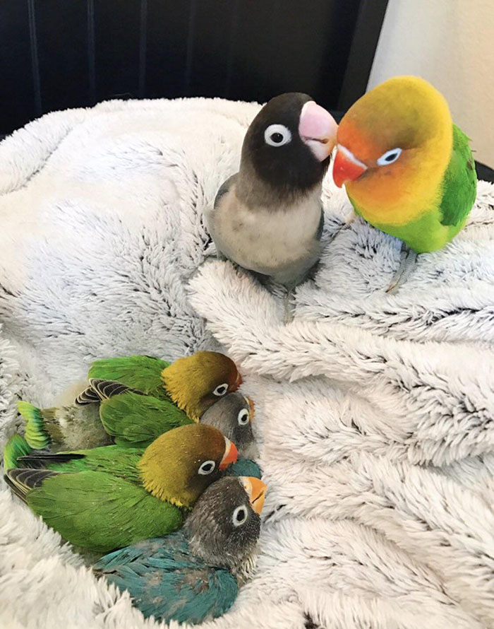 proud bird parents with their babies