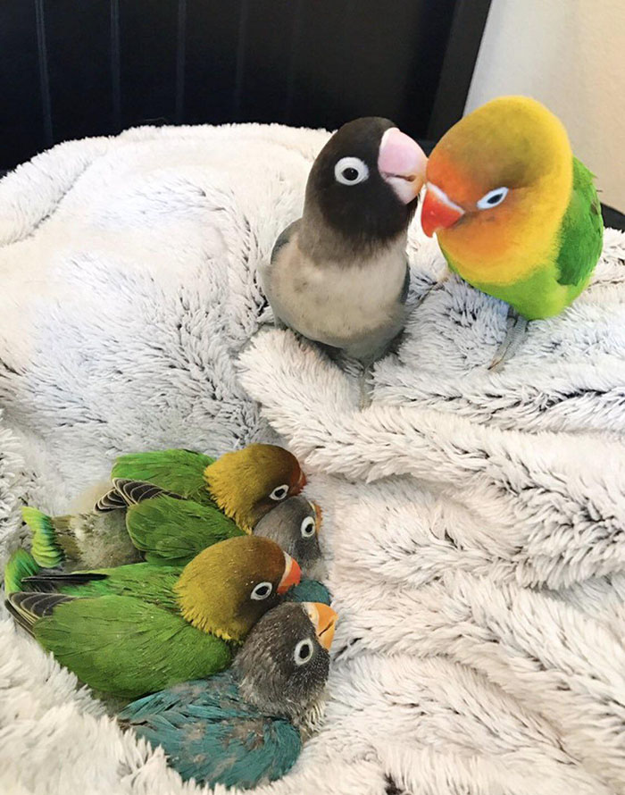 klgg7-proud-bird-parents-with-their-babies.jpg