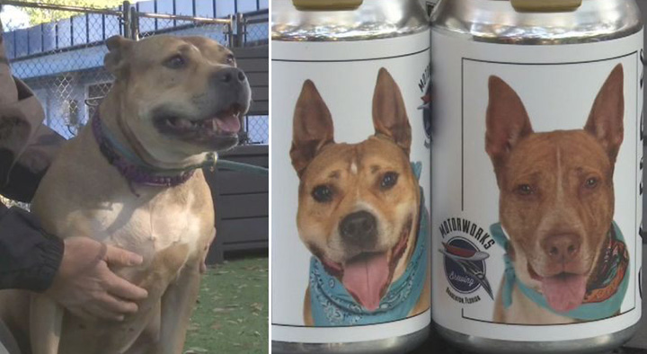 woman finds missing dog on beer can
