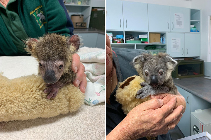 baby koala rescued